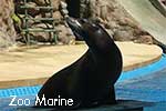 Zoomarine Sealion